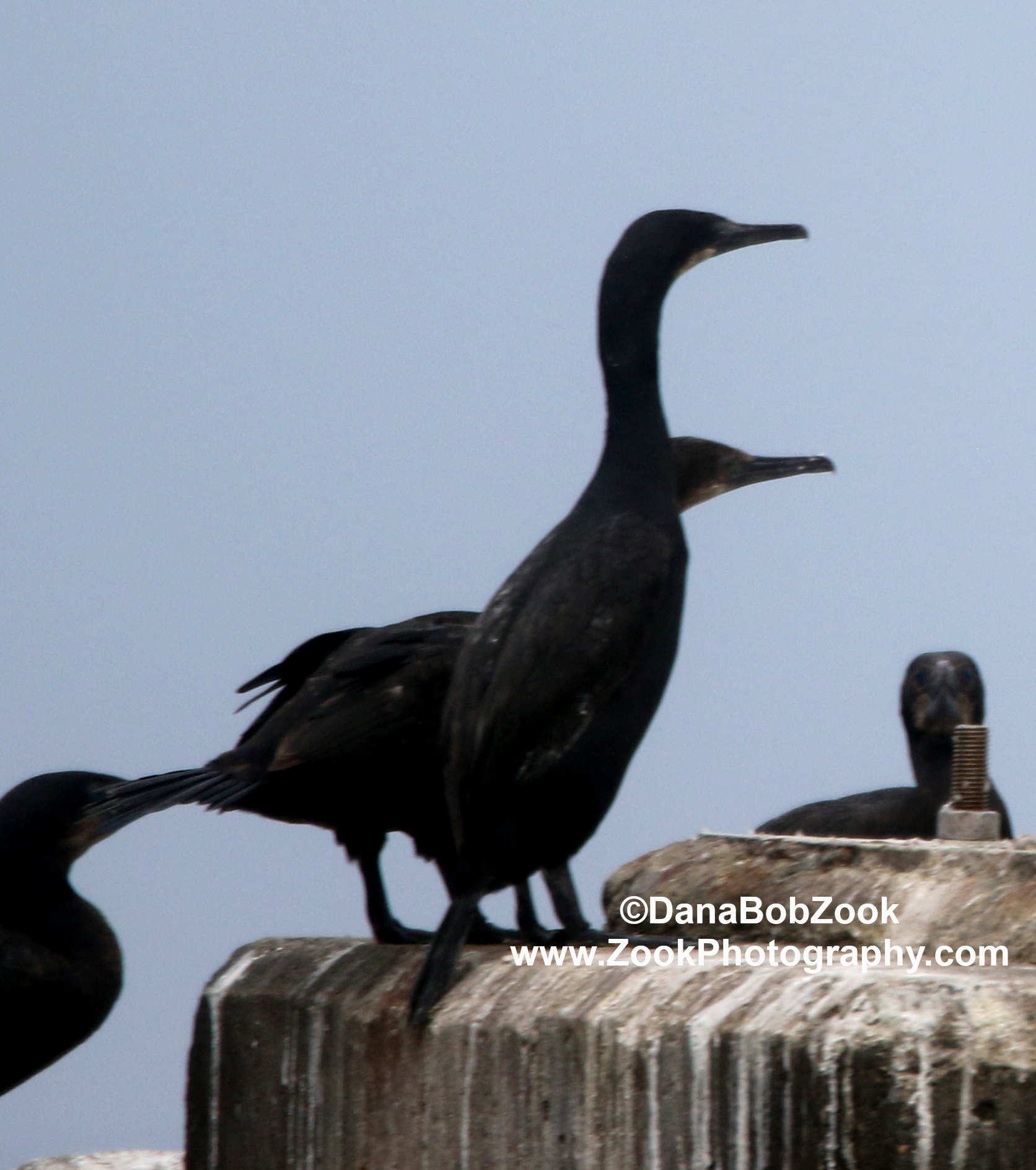 Brandt's Cormorant