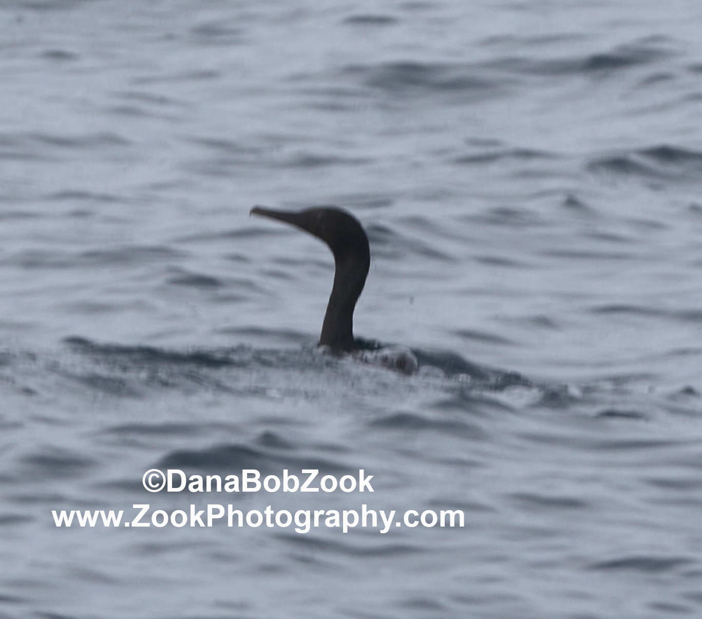 Pelagic Cormorant