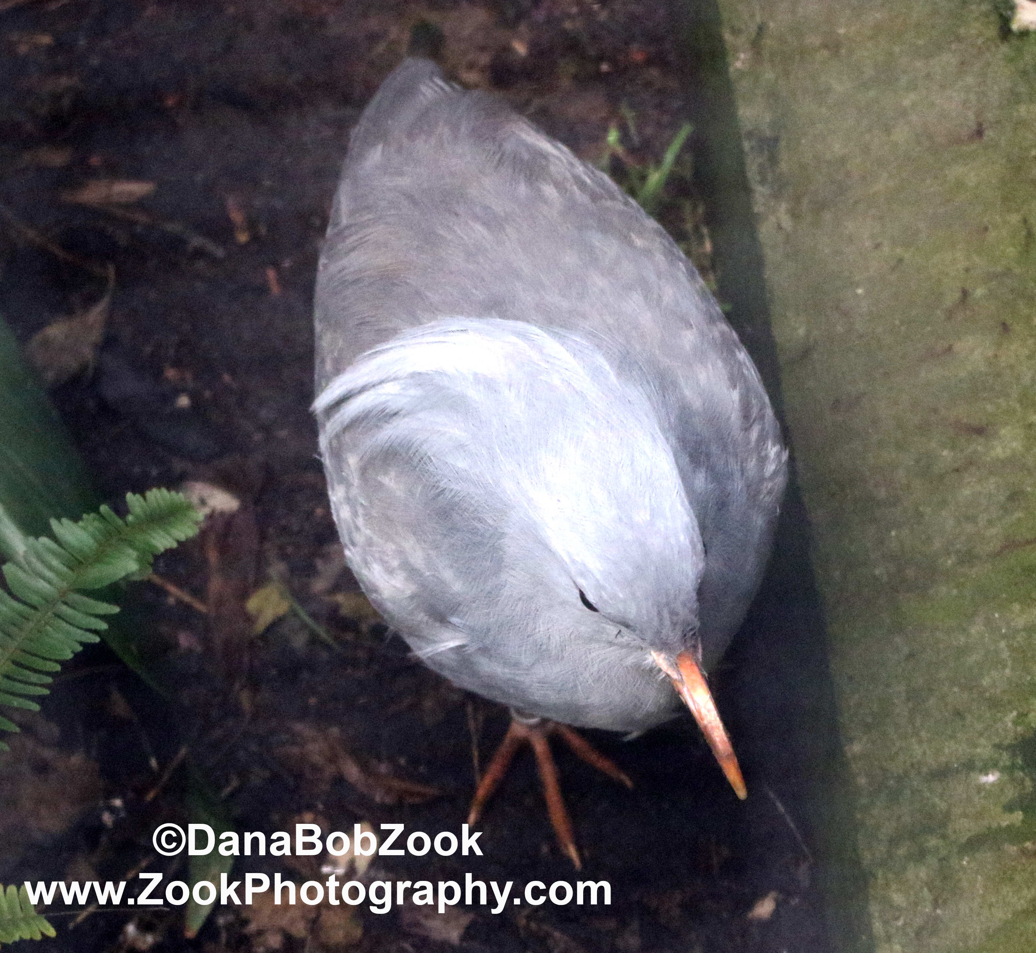 Kagu