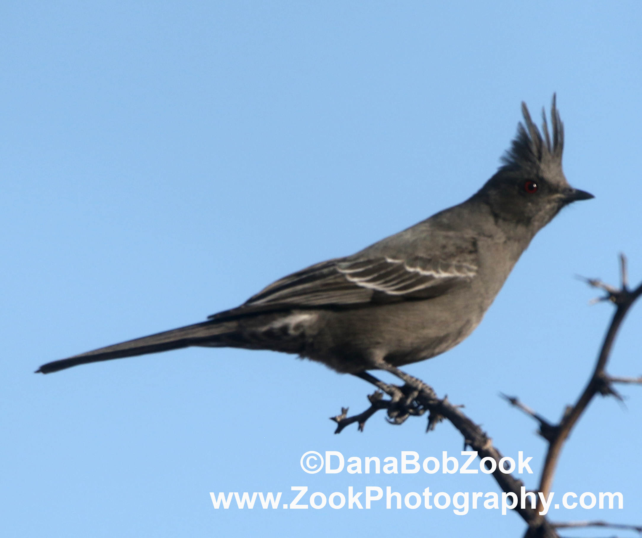 Phainopepla