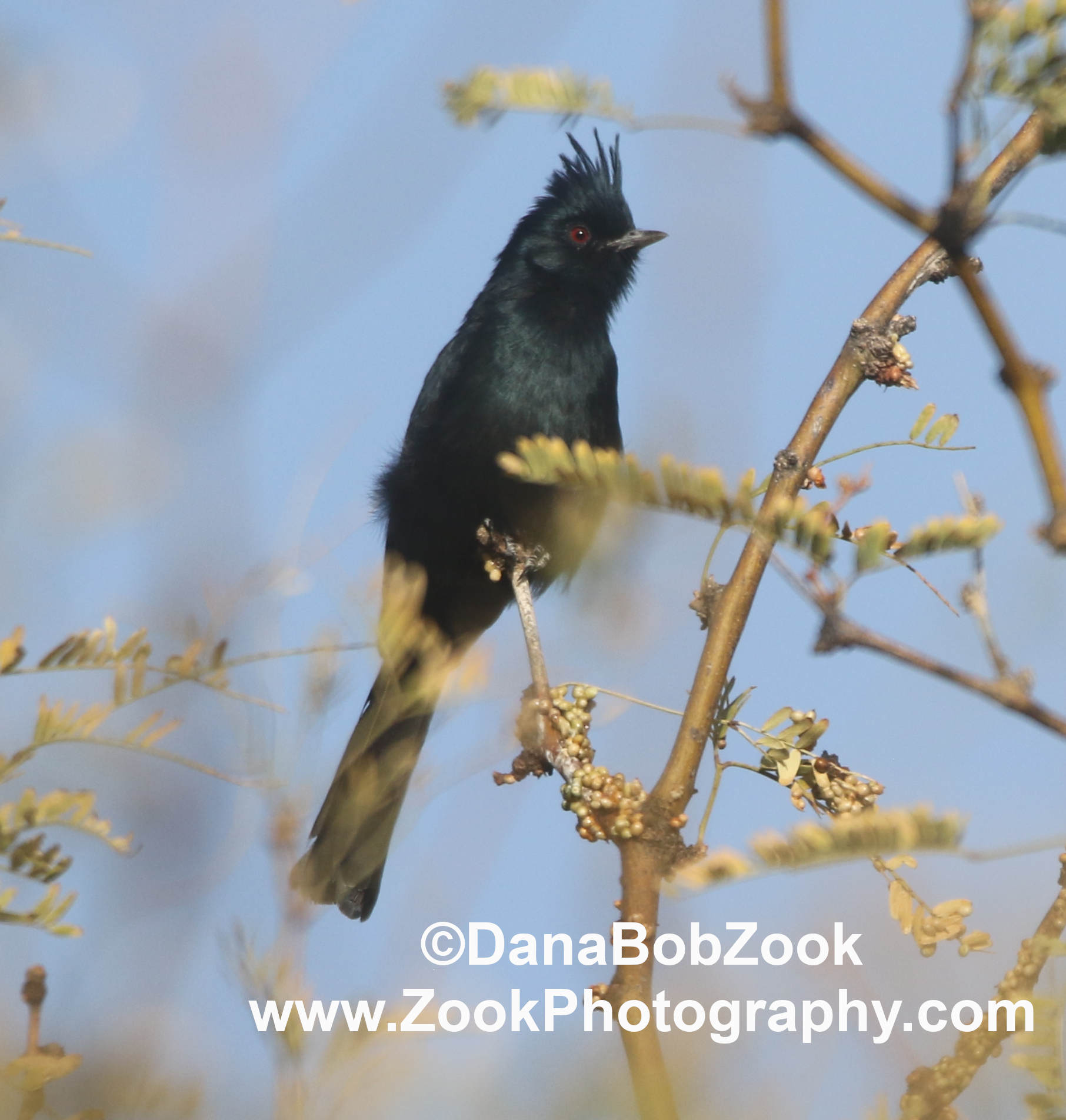 Phainopepla