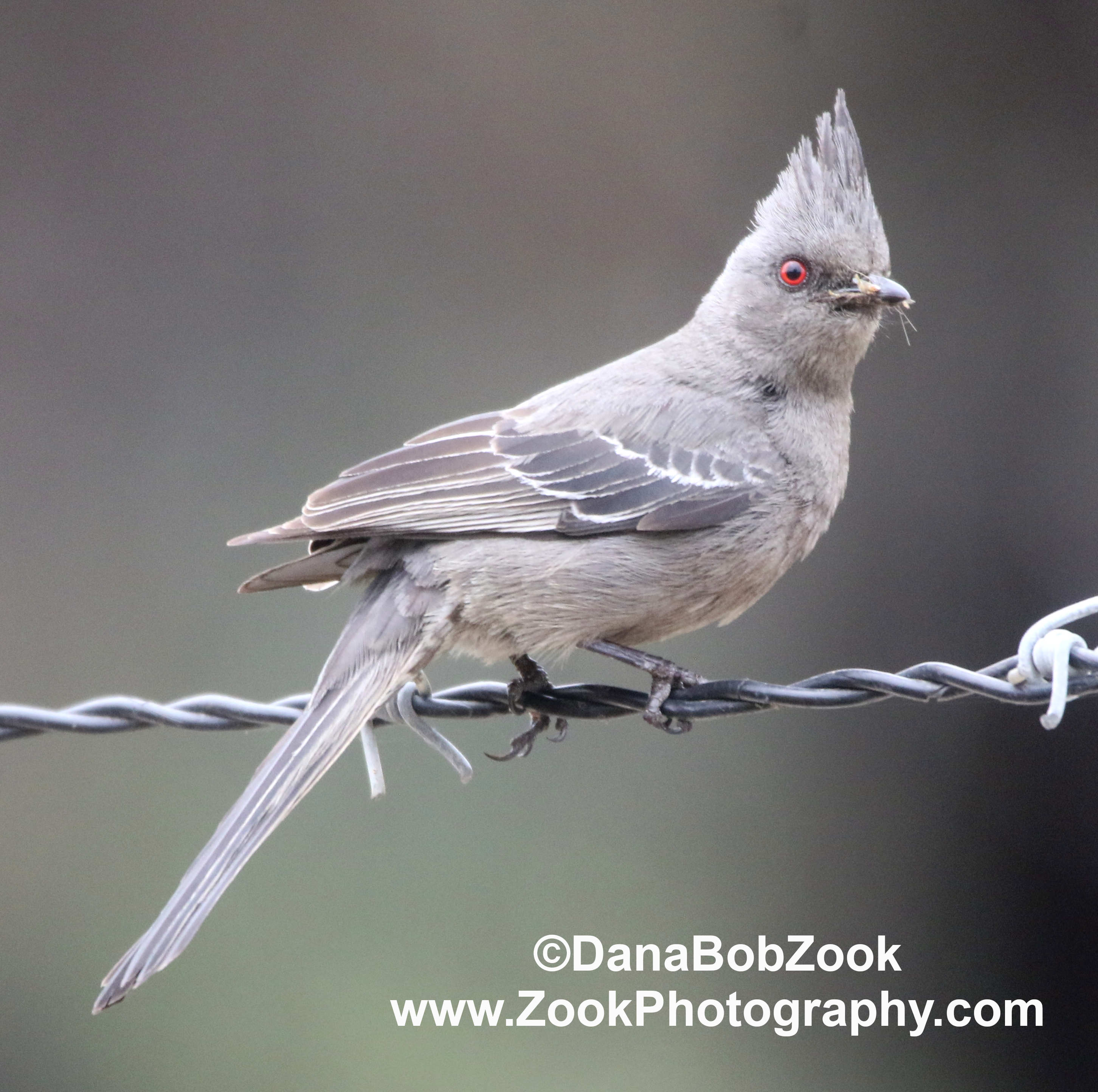 Phainopepla